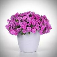 Бальзамин Бикон Блю Перл 