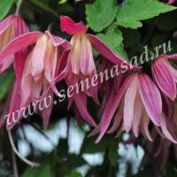 Клематис Дженни 