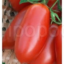 Томат Торквей F1 1000шт Томат Торквей F1 1000шт