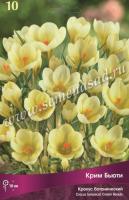 Крокус Ботанический Крим Бьюти (5/+) 10шт.