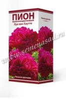 Пион молочноцветковый Луи ван Хаутте