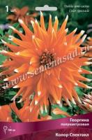 Георгина полукактусовая Колор Спектакл (I) 1 шт 