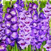 Гладиолус Крупноцветковые Биг Герл