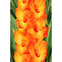 Гладиолус Крупноцветковые Принц оф Ориндж (10/12) 10 шт 