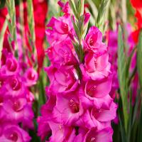 Гладиолус Лэннон  (10/12) 10 шт 835596