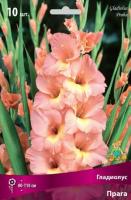 Гладиолус Крупноцветковый Прага (10/12) 10 шт 