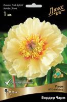 Пион ИТО-гибрид Бордер Чарм 1шт (2-3)