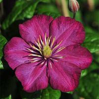 Клематис Виль де Лион