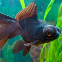 Рыба Телескоп 