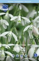 Подснежник Нивалиса 5/6 (10шт) 2250