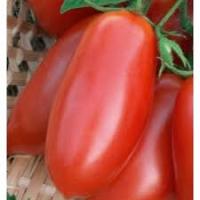 Томат Торквей F1 1000шт Томат Торквей F1 1000шт