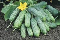 Огурец Пасамонте F1 20*10шт Каприс Огурец Пасамонте F1 20*10шт Каприс