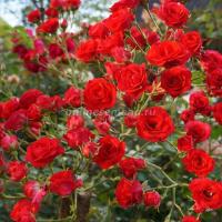 Саженцы Роза почвопокровная Скарлет Мейяндекор