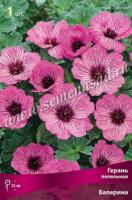 Герань пепельная Балерина (I) 1 шт 