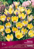 Крокус Ботанический Эдванс (5/+) 10шт.