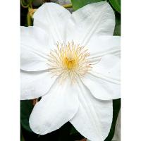 Клематис (капер) Мадам Ле Культр Клематис (капер) Мадам Ле Культр