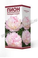 Пион молочноцветковый Расберри Сандей