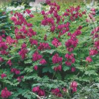 Дицентра красивая Лакшариэнт (I) 1 шт 