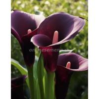 Калла Дурбан (12/14) 2шт