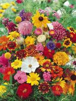 Смесь цветов Цветущий забор 2г 