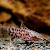 Рыба Сом Торакатум