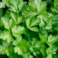 Петрушка Богатырь 500г