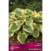 Хоста гибридная Остин Дикинсон (I) 1 шт 