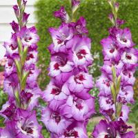 Гладиолус Элвив (10/12) 10 шт 