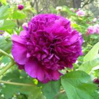 Пион древовидный Дак Блэк-Пёпл