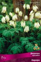 Дицентра красивая Аврора (I) 1 шт