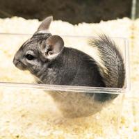 Грызуны Шиншилла