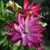 Клематис Каэн