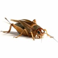 Насекомое Сверчок банановый средний