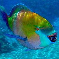 Рыба Попугай 