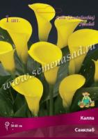 Калла Санклаб (14/16) 1шт