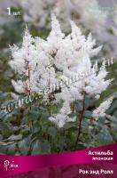 Астильба японская Рок энд Ролл (I) 1 шт 