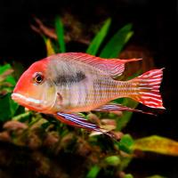 Рыба Геофагус красноголовый L