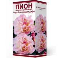Пион молочноцветковый Леди Александра Дафф