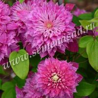 Клематис Кайзер