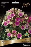 Флокс метельчатый Ауреоле*