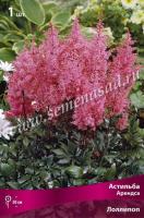 Астильба Арендса Лоллипоп (I) 1 шт