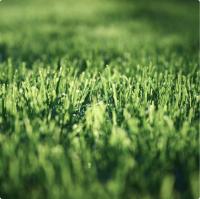 ГАЗОН.Сахара 10 кг Абсолют Грин ГАЗОН.Сахара 10 кг Абсолют Грин