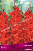 Гладиолус Крупноцветковый Евровижн (10/12) 10 шт