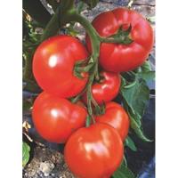 Томат Агилис F1 500 шт