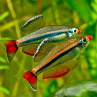 Рыба Кардинал