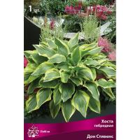 Хоста гибридная Дон Стивенс (I) 1 шт