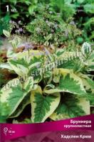 Бруннера крупнолистная Хадспен Крим (I) 1 шт 