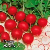 Редис Жара 500г