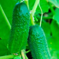 Огурец Валигора F1 100шт