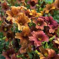 Сальпиглоссис Кофе с молоком 7шт 